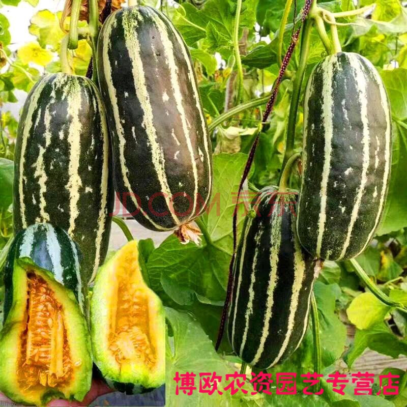 天津德瑞特博洋9号甜瓜种子 博洋61芝麻蜜甜瓜香瓜四季蔬菜种子籽 100