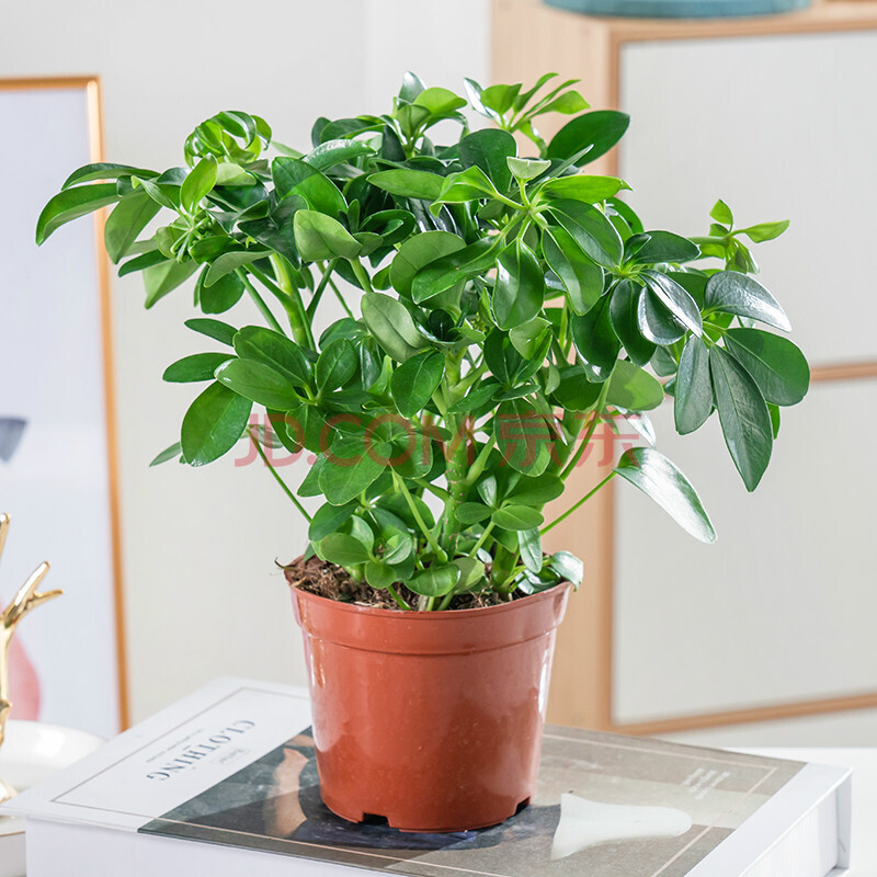 属虎植物七叶莲鸭脚木天堂鸟散尾葵大型绿植小盆栽桌面客厅 七叶莲一