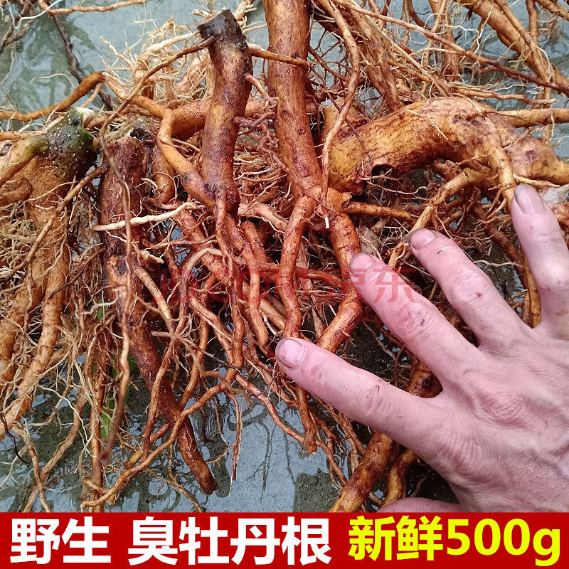 康中尊 臭牡丹根新鲜500g矮桐子臭枫根臭八宝臭芙蓉大红袍臭枫草珠桐