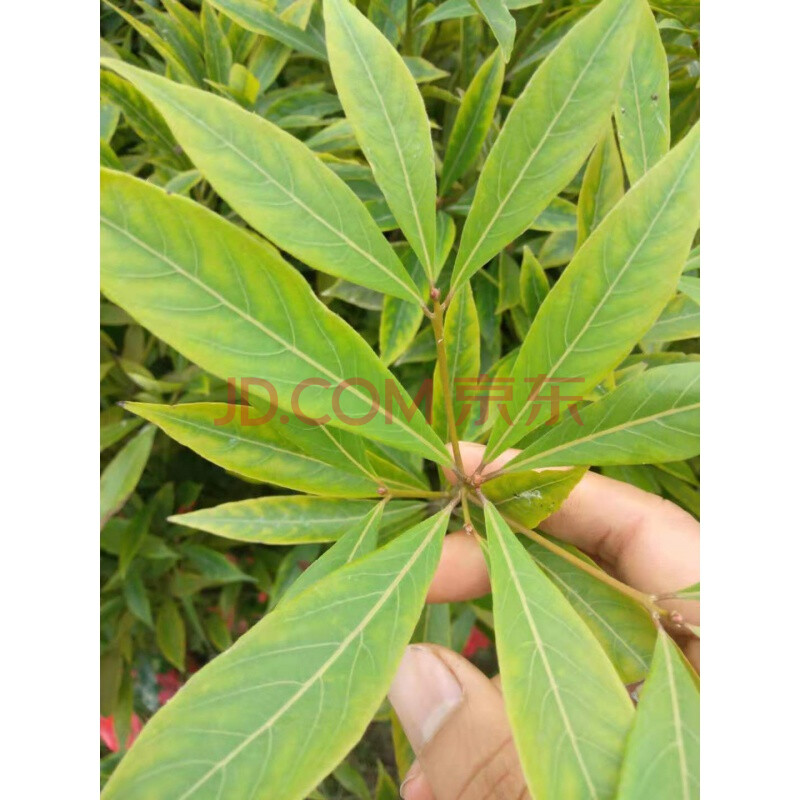 四川正宗小叶金丝楠木树苗桢楠稀有名贵树种大小苗南北方庭院基地