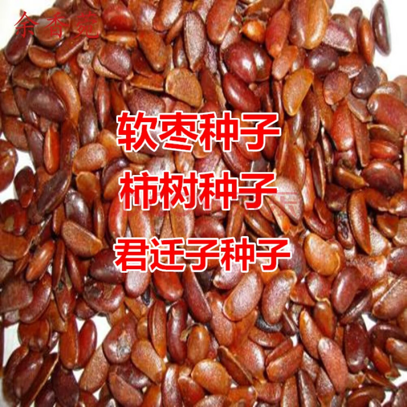 余香菀柿树种子君迁子种子黑柿子软枣种籽嫁接柿子树核桃树砧木子野