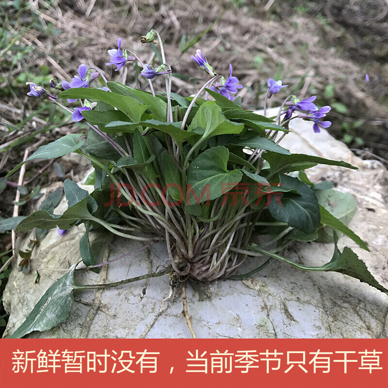 康中尊 犁头草500g新鲜紫花地丁现采草药材犁嘴草玉如意草铧头草