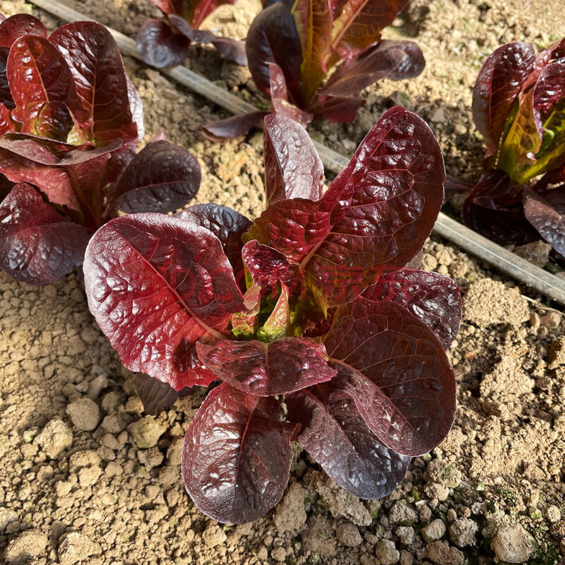 农家种植紫直立生菜新鲜蔬菜沙拉菜食材脆嫩爽口多汁现摘火锅食材 400