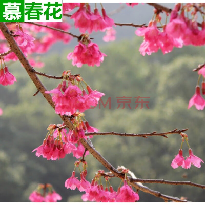 樱花苗樱花树苗日本樱花树苗嫁接早樱晚樱樱花小苗绿化苗当年开花 垂