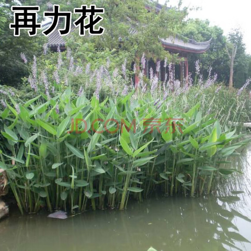 再力花苗种子水生花卉植物池塘绿化人工湿地挺水植物净化水质花卉 (再