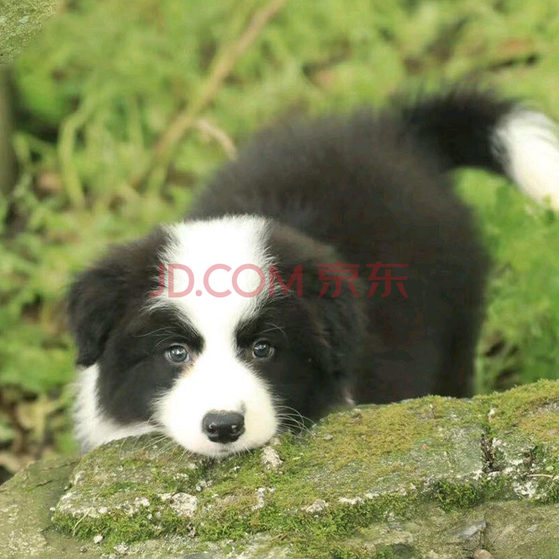 边境牧羊犬活体幼犬纯种宠物狗狗边境牧羊犬边牧幼犬陨石色红色黑白色