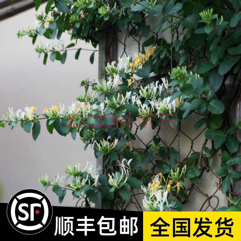 金银花苗爬藤植物四季野生种植白色金银花树苗木室内阳台盆栽花卉