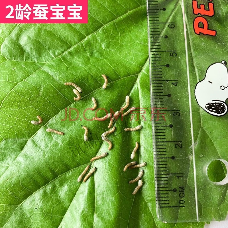 蚕宝宝活蚕小蚕1龄蚕2龄3龄4龄新鲜桑叶邮寄活体蚕宝宝taipeng1龄小蚕