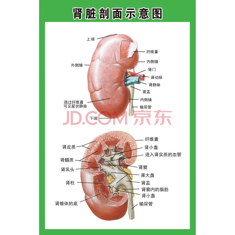 新品人体内脏示意图医学宣传挂图器官心脏院海报肾脏剖面示意图绿框pp