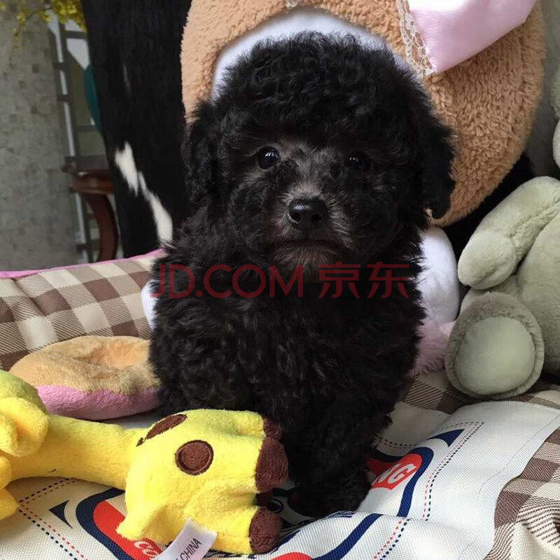 泰迪狗幼犬活体活犬幼贵宾犬纯种宠物狗泰迪犬灰色白色红色黑色香槟色