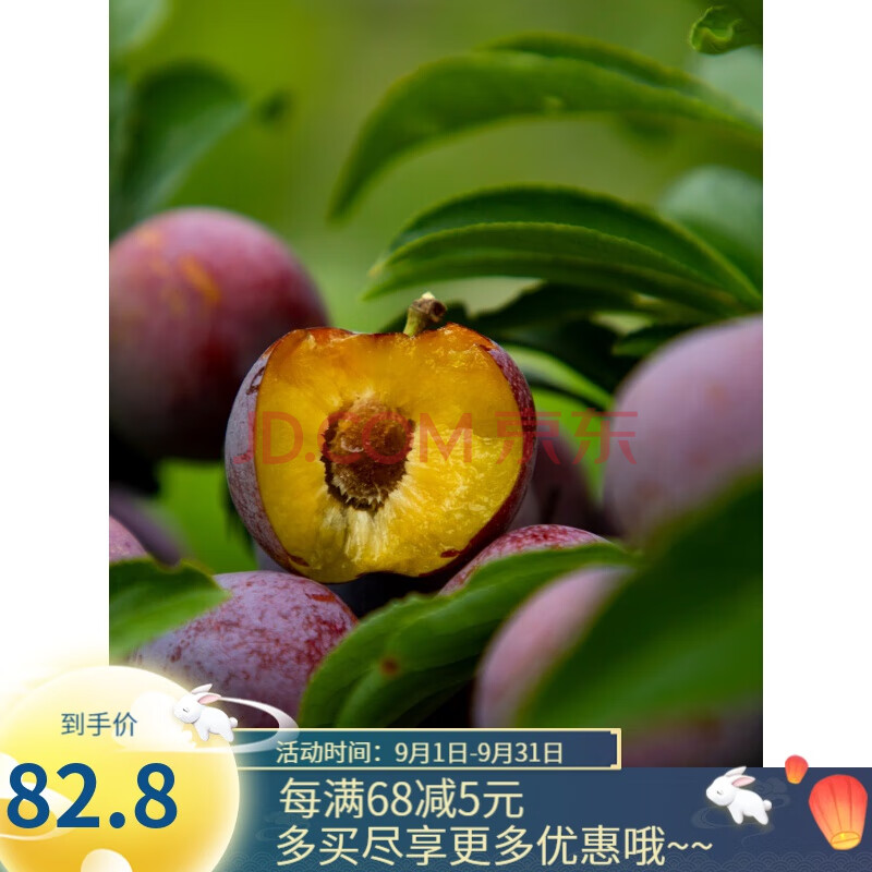 阿坝汶川脆红李四川脱骨李高山生态现摘现发5斤顺丰非茵红李子 高山脆
