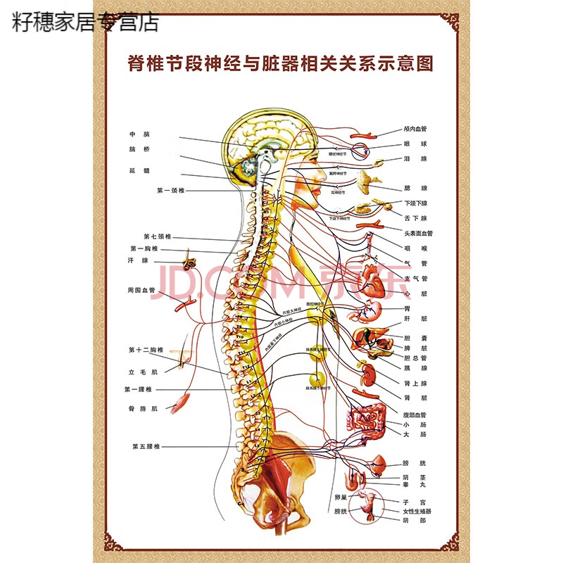 人体脊柱节段神经与脏器相关示意图分布图人体结构挂图脊椎全息图脊椎