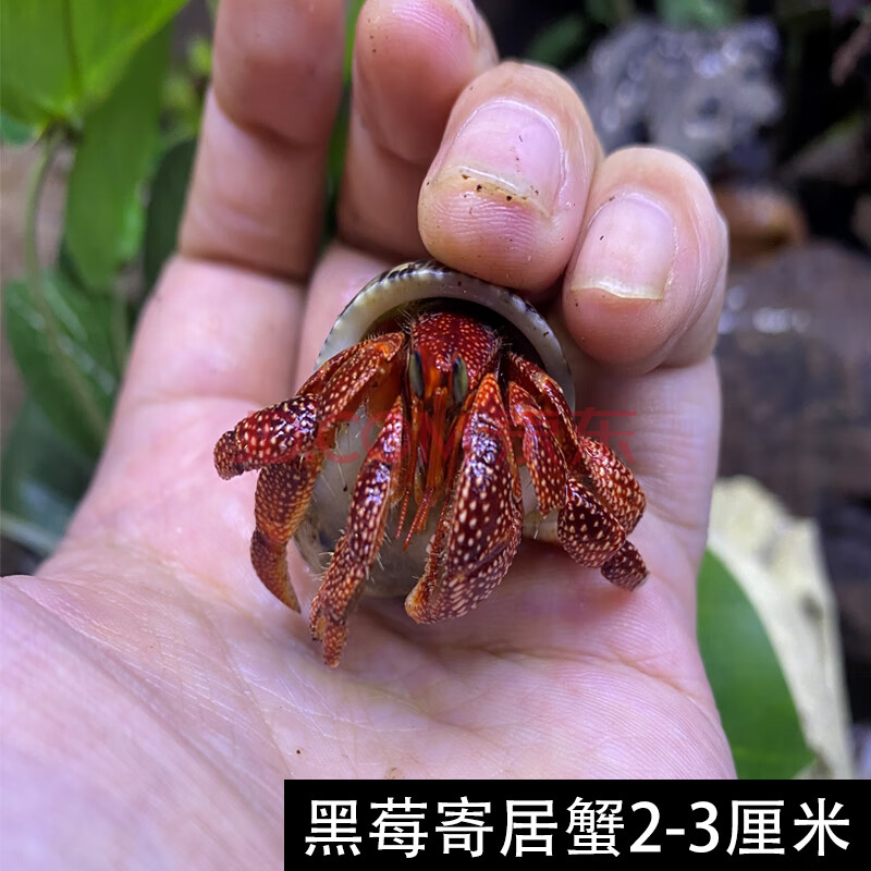 淡水宠物【草莓寄居蟹】陆地寄居蟹迷你宠物蟹宠物寄居蟹 黑莓寄居蟹2