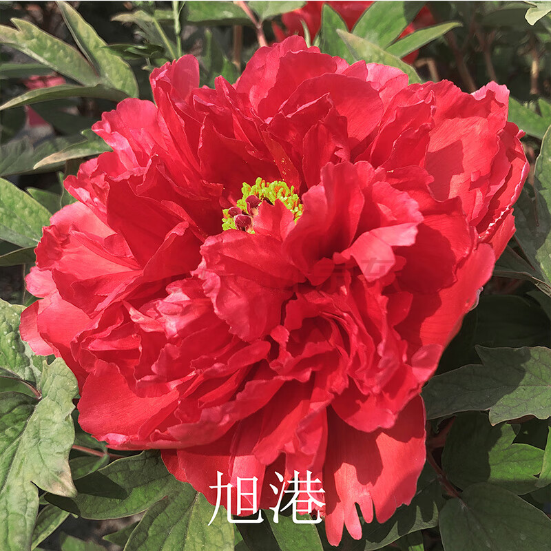 花苗带花大苗盆栽四季自然生长室内庭院鲜花牡丹 旭港(大盆4-7枝条)