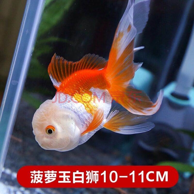 金鱼活鱼锦鲤鱼活体冷水鱼宠物鱼活体水族箱养鱼蝶尾泰狮子头龙睛顶红