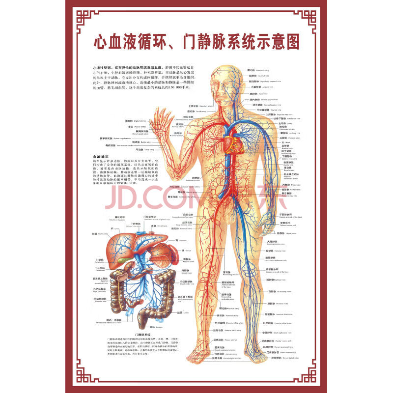 【新品】人体骨骼图大挂图器官示意图内脏结构图穴位图人体肌肉解剖图