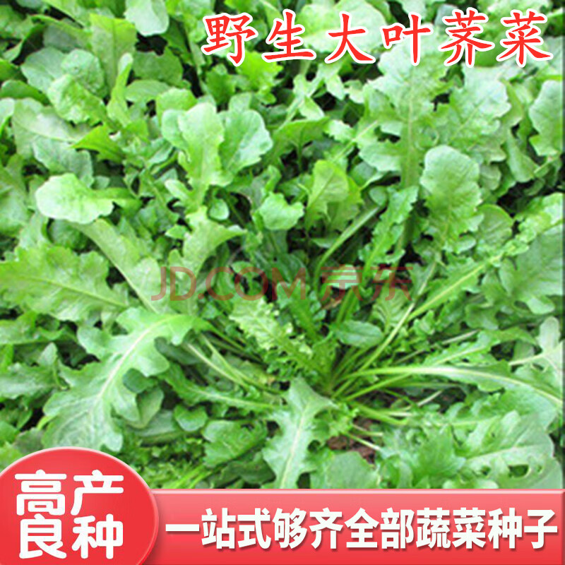 荠菜种子野生荠荠菜大叶野菜种籽阳台四季盆栽青菜保健蔬菜菜研 大叶