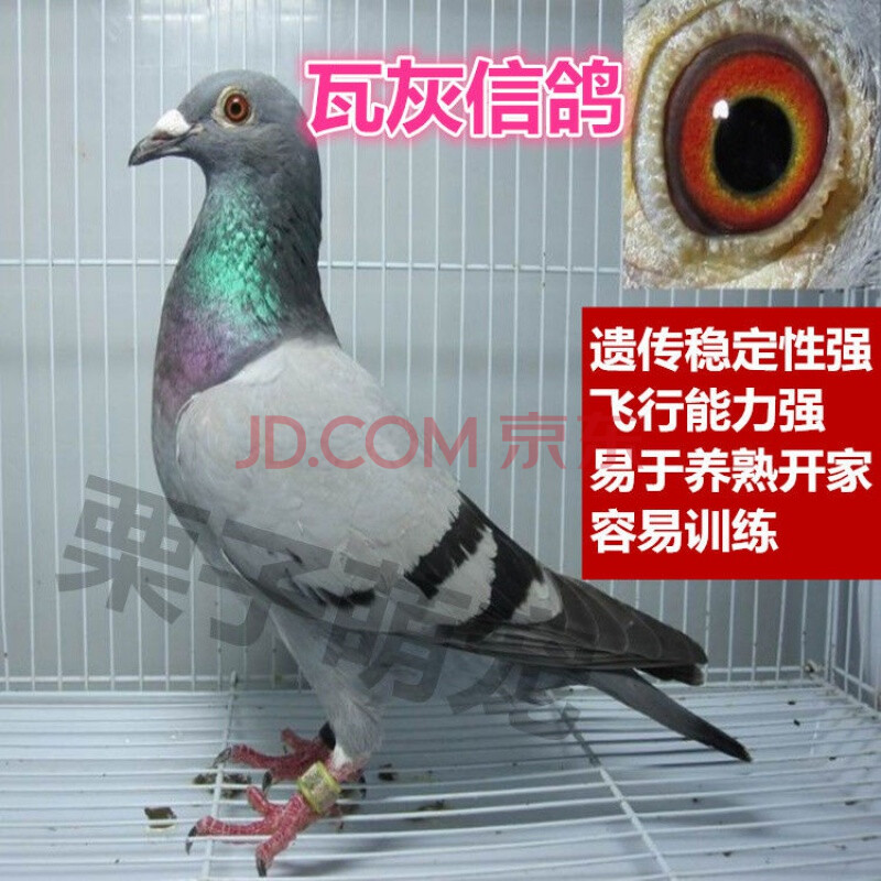 公棚赛鸽成绩鸽后代一对原配种鸽活 瓦灰信鸽青年(带鸽环)60天易养熟