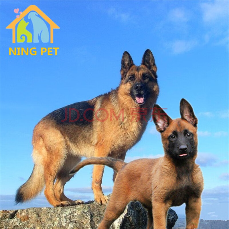 马犬德牧幼犬幼崽德牧犬德国牧羊犬警犬狗狗宠物狗活体小狗崽大型犬