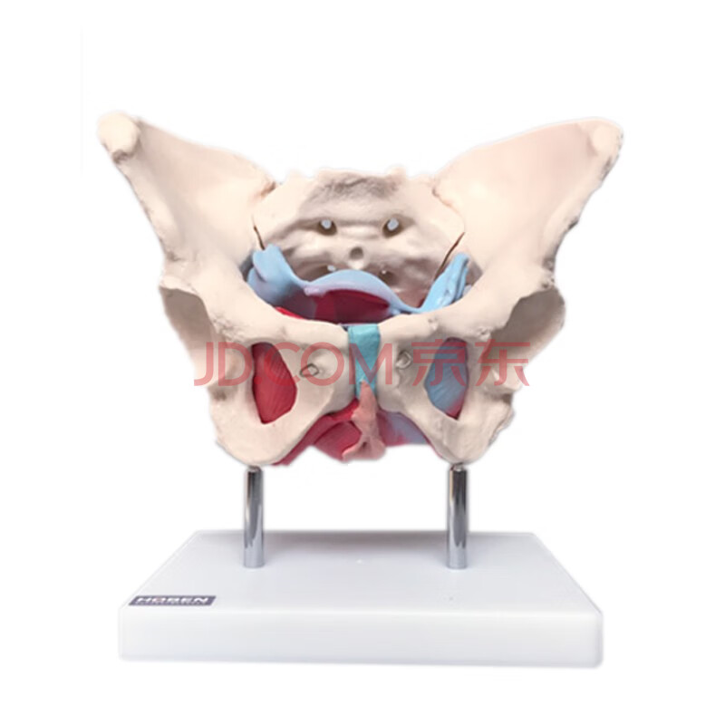 骨盆模型男性女性骨盆底肌肉骨骼妇产科教学助产后修复