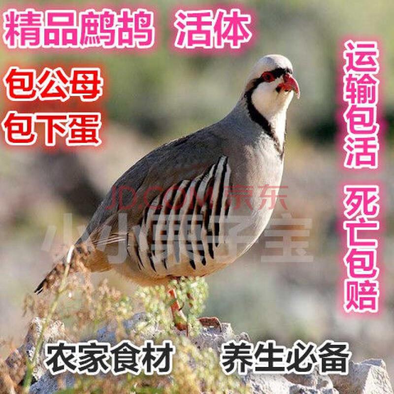 成年肉鹌鹑活苗一对青年下蛋鹌鹑鸟活体白沙维鹌鹑活物20只公母 精选