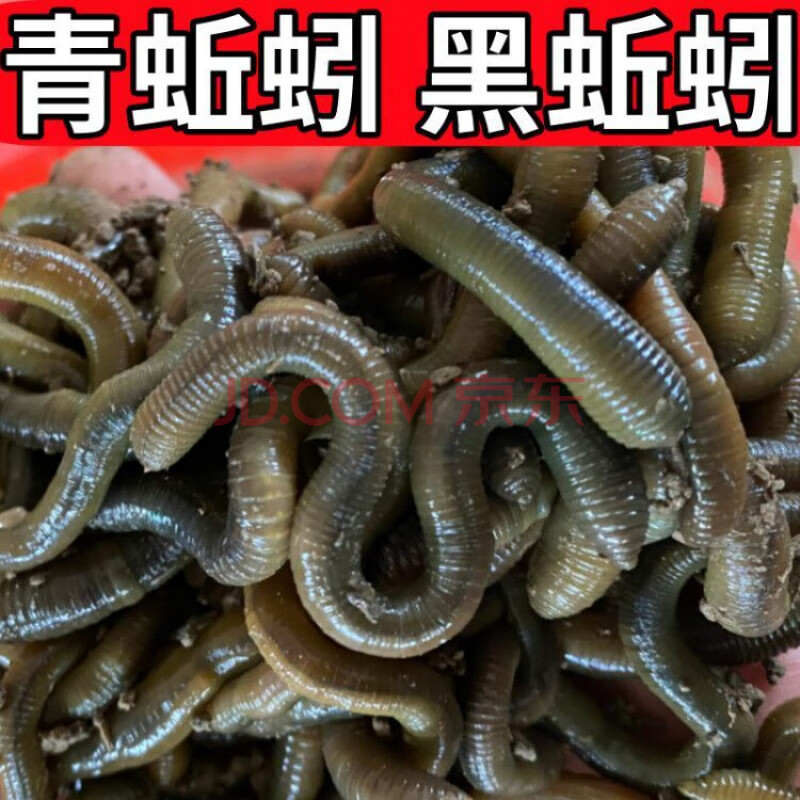 钓鱼鲜活蚯蚓特大号饵料下黄鳝地龙黑蚯蚓活体臭蚯蚓野生大青蚯蚓