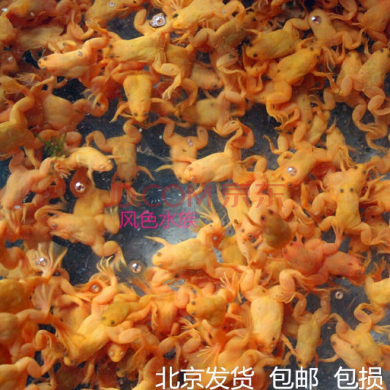 金蛙活体 小金蛙 金蛙 小金蛙活体 龙鱼饲料 饲料青蛙 金蟾蛙活体 特