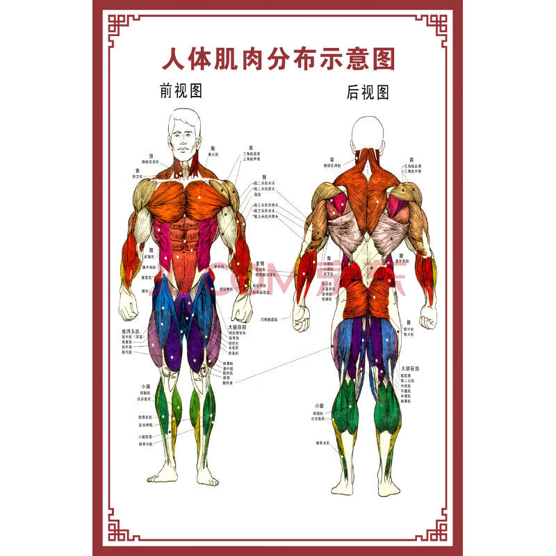 【新品】人体骨骼图大挂图器官示意图内脏结构图穴位图人体肌肉解剖图