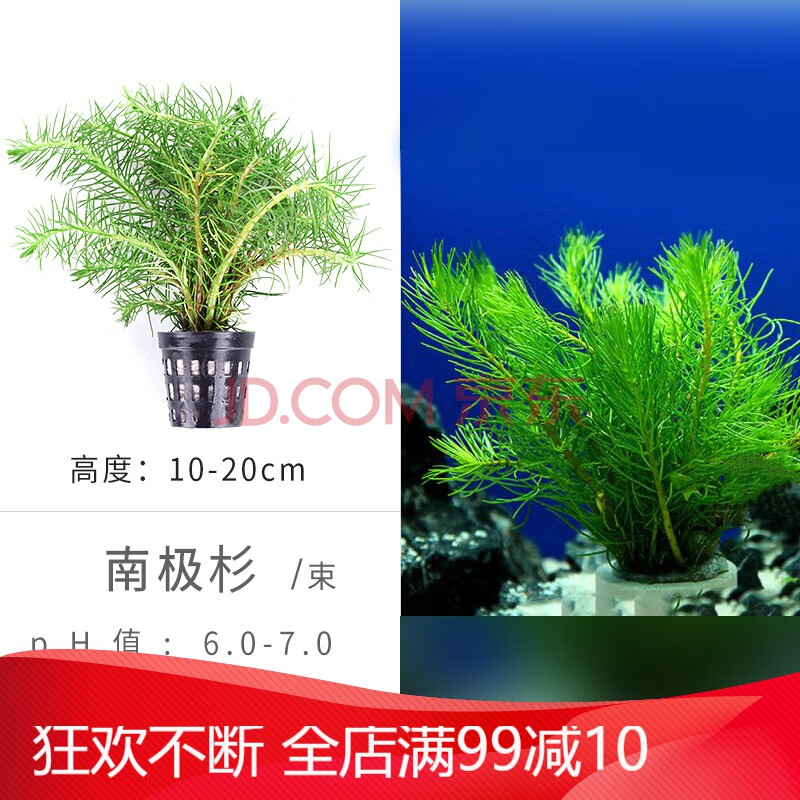 箱鱼缸造景套餐水草植物新手活体真水草植物懒人水草沉木水榕南极杉