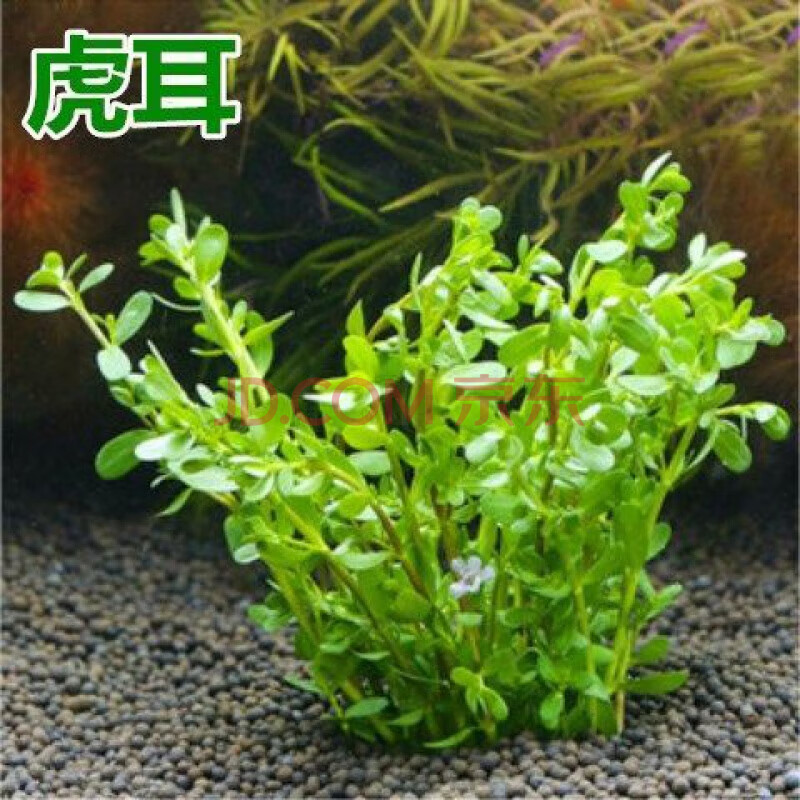 京选推荐鱼缸水草水草活体水族造景鱼缸装饰真水草好养耐活水植物虎耳
