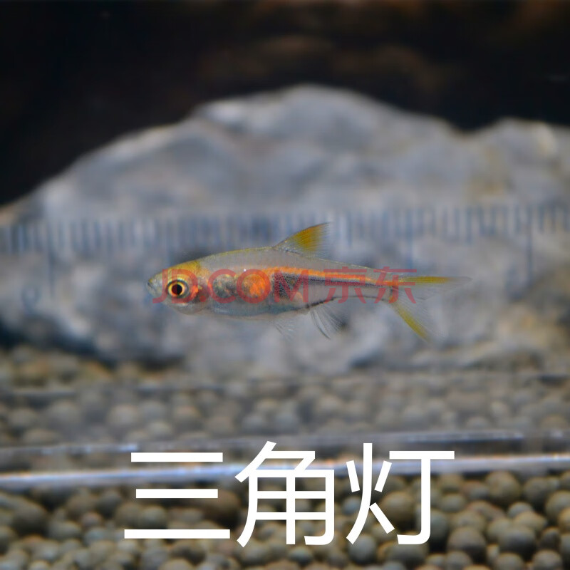 vieruodis 宝莲灯鱼热带鱼活体观赏鱼活体鱼小型鱼淡水鱼冷水鱼水草