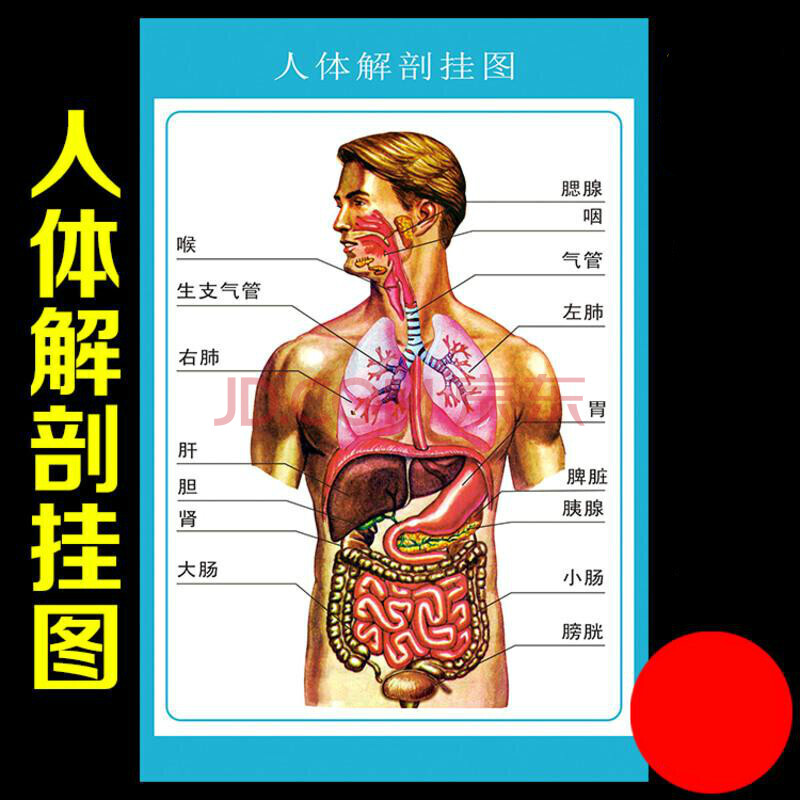 人体解剖图穴位医学人体结构图片内脏器官骨骼肌肉构造挂图画全身 24