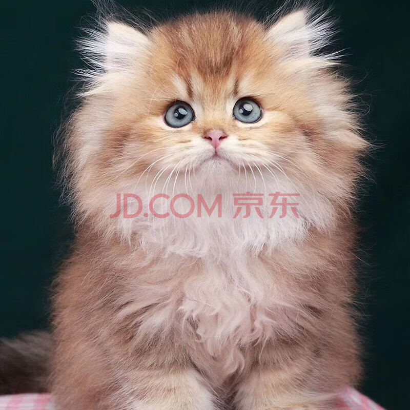 喜喵金色金吉拉活体纯种长毛金渐层包健康宠物猫正规猫舍a级长毛金