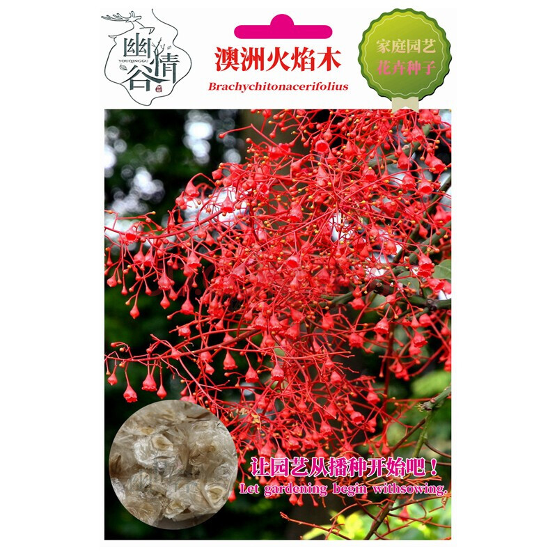 幽情谷 火焰木种子 火焰树种子 苞萼木 澳洲火焰木种子 纯净种子