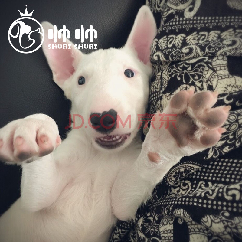 帅帅名宠北京出售纯种牛头梗幼犬双血统白色 牛头梗犬