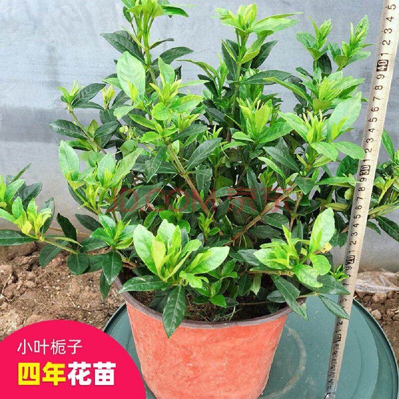 小叶丛生四年栀子花【当年开花】