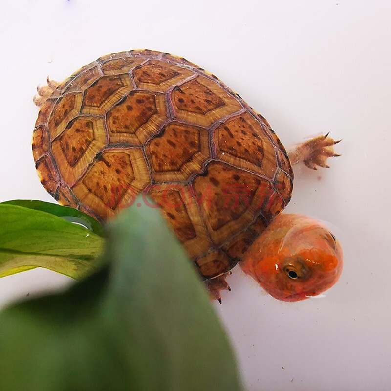 doubleyellow红面蛋龟活物小乌龟进口龟苗深水观赏幼龟活体89cm精品红