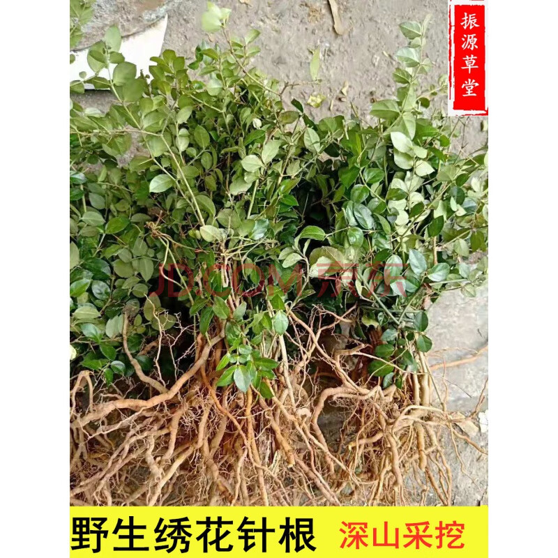 野生中材 老虎刺中材虎刺根 老鼠刺 绣花针根 伏牛花根 新鲜