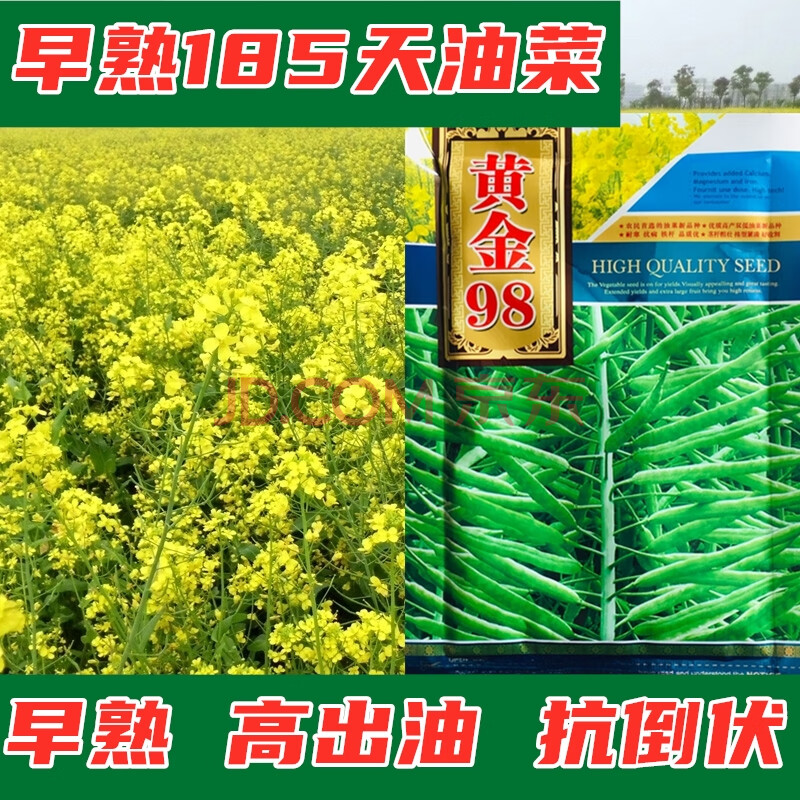 德矮油558油菜种子油菜花籽 高产榨油矮杆观赏杂交油菜花种子耐寒