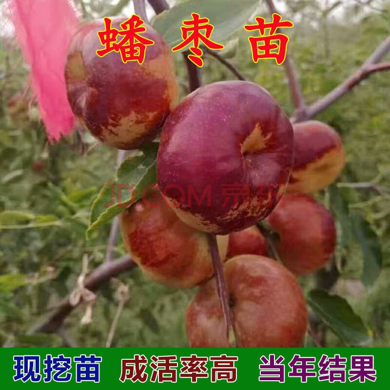 嫁接枣树苗特大沾化冬枣当年结果枣子树苗南方北方庭院种植果树苗