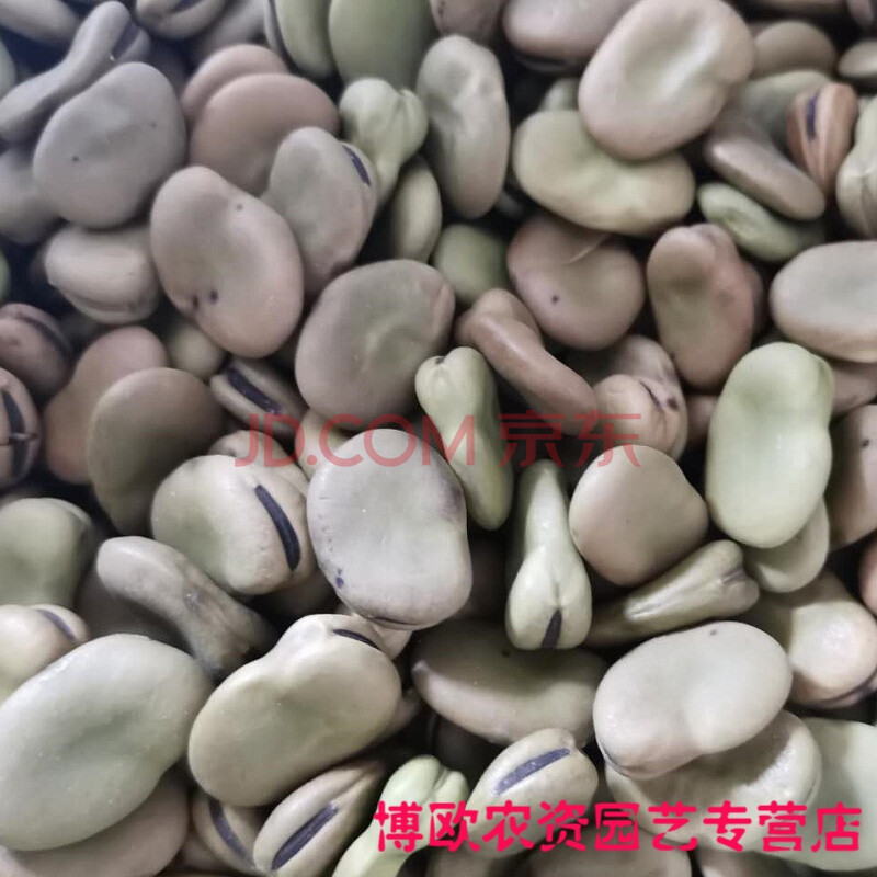 蚕豆种子胡兰花豆南竖豆佛豆野豌豆罗汉豆孑秋冬四季蔬菜种籽高产 小