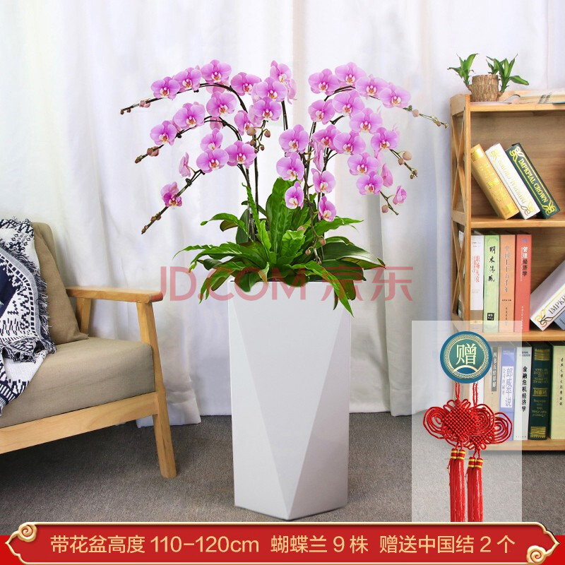 【送货上门】 蝴蝶兰盆栽带花大型落地开业乔迁送礼高档年宵花卉植物