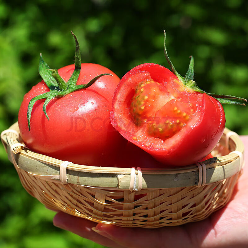 新鲜高原露天西红柿自然成熟普罗旺斯蔬菜(坏果包赔)
