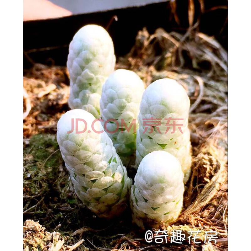 绒塔多肉植物青锁龙科花椿玉稚儿银蚕办公室迷你盆栽四海波漂流岛 银