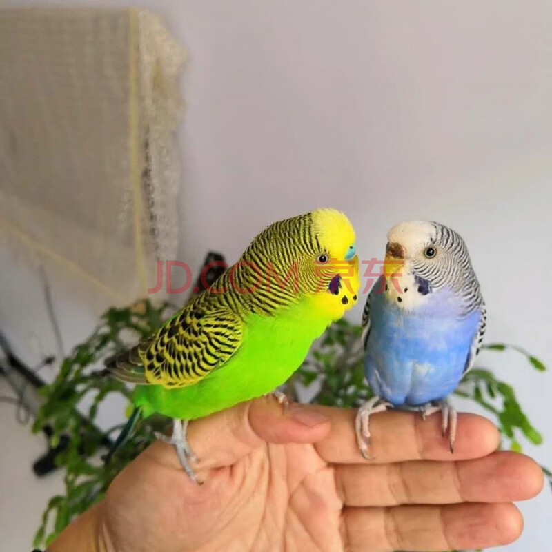 【绿皮 蓝皮】鹦鹉可教说话 性别:母