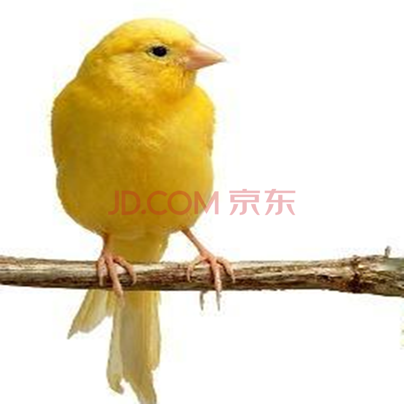 玉鸟活体山东黄玉扬州黄宠物鸟活物鹦鹉鸟黄玉鸟活体牡丹鹦鹉活体虎皮