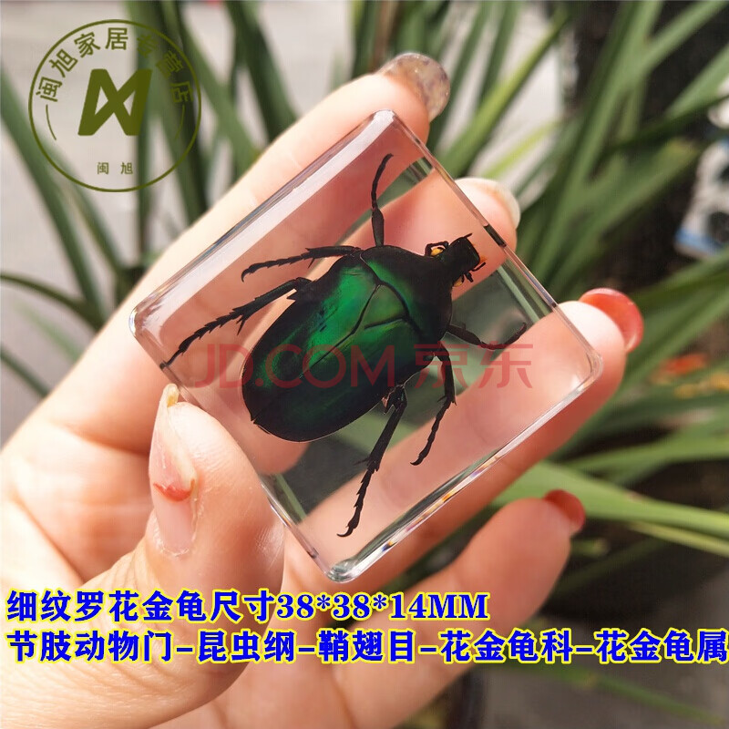 真虫独角仙蟋蟀海螺螃蟹蝗虫甲虫蜘蛛幼儿园教学 玫红色 细纹罗花金龟