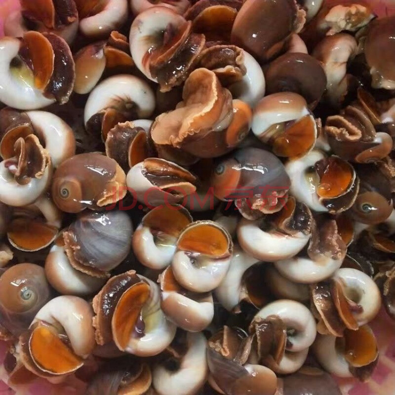 生鲜香螺鲜活猫眼螺扁玉螺沙螺海鲜水产贝类海螺章鱼安