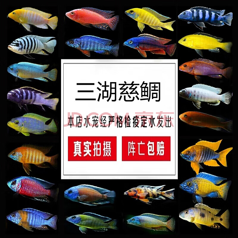 采缇 三湖慈鲷鱼活体马鲷银背阿里马面小型淡水观赏非洲王子热带鱼蓝
