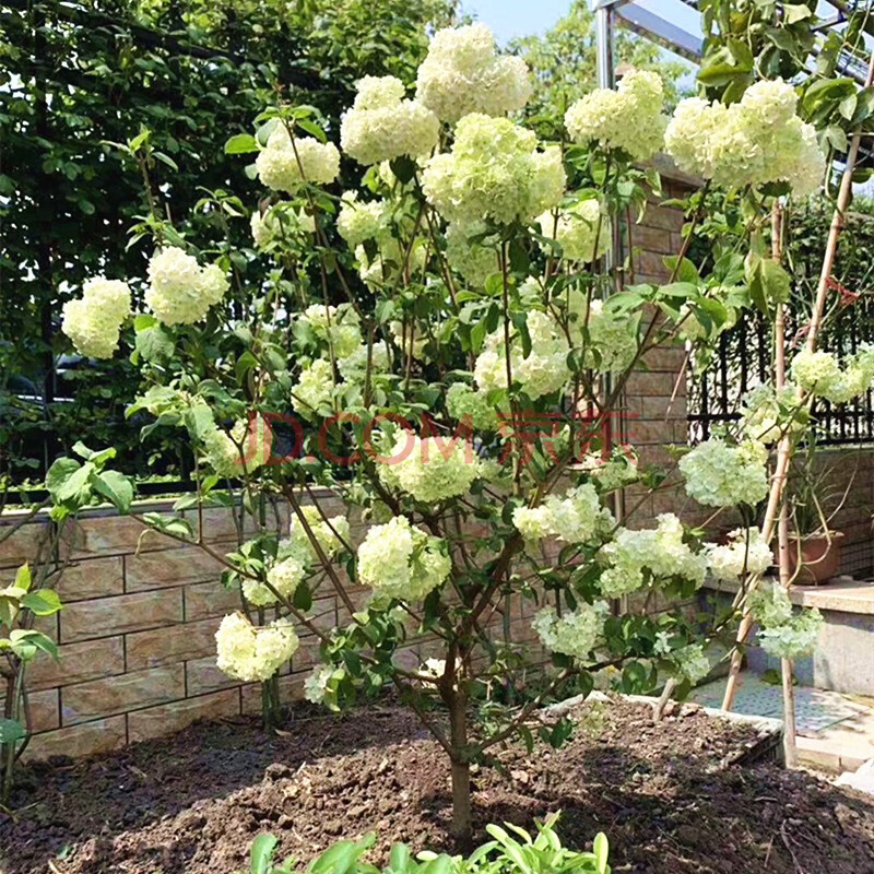 中华木本绣球花苗大花木琼花木八仙花室外庭院地栽盆栽耐热耐寒 中华